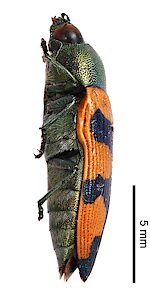 Castiarina lukini, EP, photo by Danijela Todan for SA Museum, holotype, adapted from original, CC-BY-NC-SA 4.0